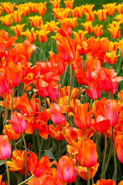istock Garden of Mixed Tulips 542569278