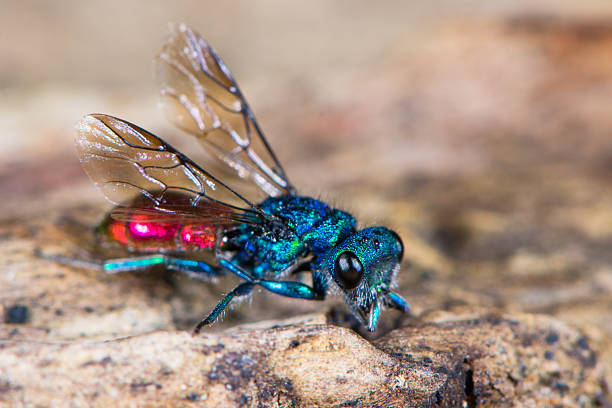 Red Tail Insect 150+ Ruby Tailed Wasp Photos Stock Photos, Pictures & Royalty-Free ...