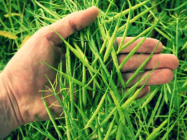 istock Man hand hold oilseed crop in front. Fresh green beans. 542570524