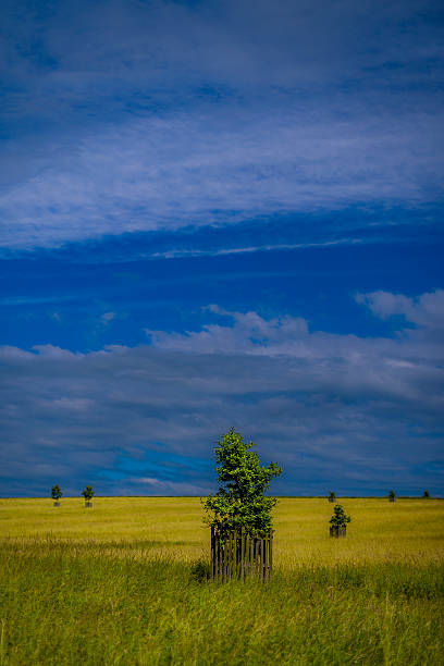 campo nube - vapor trail cirrus sky cloudscape foto e immagini stock