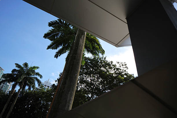 istock palm trees on street 542572612