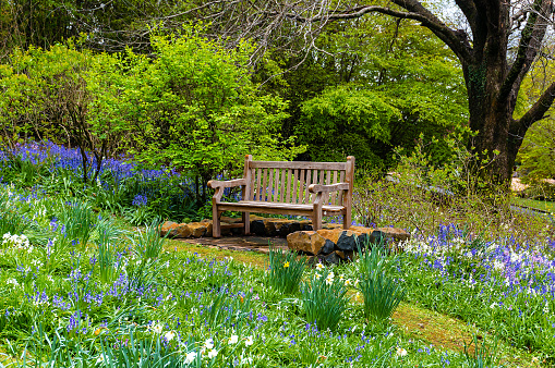 Bench in the garden. Wooden bench in a secluded spot of the garden surrounded with lush green foliage and spring flowers, bluebells and daffodils,