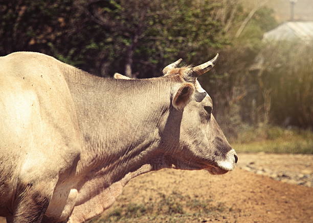 istock cow in the outdoor farm 542575862