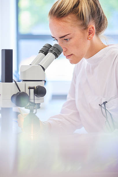concentrating in the lab a female research scientist is analysing a sample on her microscope in a microbiology lab .  the lab is brightly lit with natural light . Blurred glassware at side of frame provides copy space . biochemist photos stock pictures, royalty-free photos & images