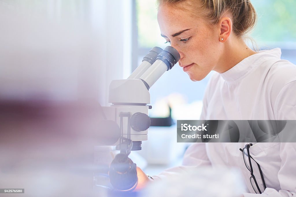 research student scientist a female research scientist is analysing a sample on her microscope in a microbiology lab .  the lab is brightly lit with natural light . Blurred glassware at side of frame provides copy space . Laboratory Stock Photo