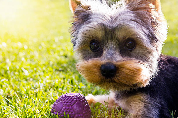 istock Puppy Yorkshire terrier with toy 542579178
