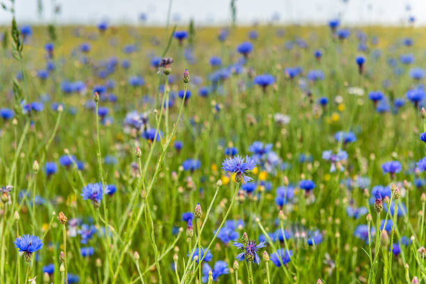istock Sunrise in the field with cornflowers. 542580014