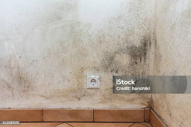 Mouldy Wall Mold Stock Photo - Download Image Now - Moving Up, Wet, Apartment