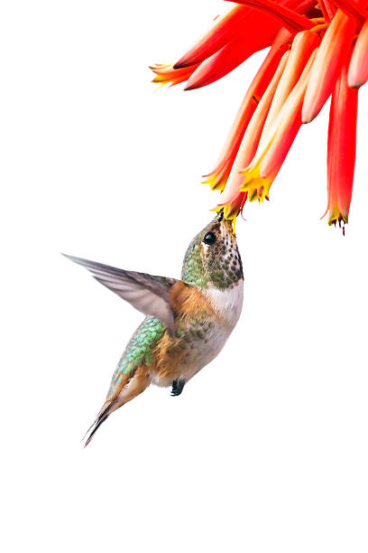 Hummingbird stock photo