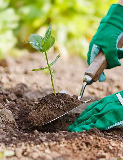 istock Plant being planted in garden 542582570