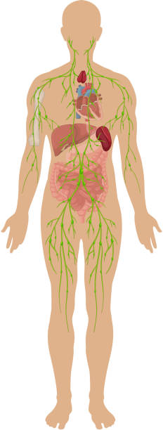 2,033 Immune System Diagram Stock Photos, Pictures & Royalty-Free Images -  iStock | Immune system body