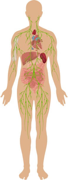 2,033 Immune System Diagram Stock Photos, Pictures & Royalty-Free Images - iStock | Immune system body 2,033 Immune System Diagram Stock Photos, Pictures & Royalty-Free Images - iStock | Immune system body