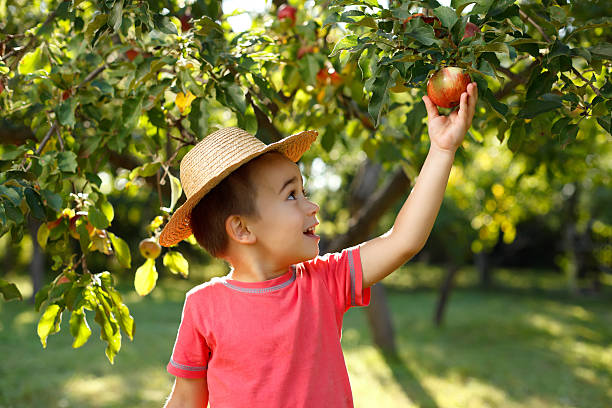 piccolo ragazzo felice che tocca la mela - orchard child crop little boys foto e immagini stock