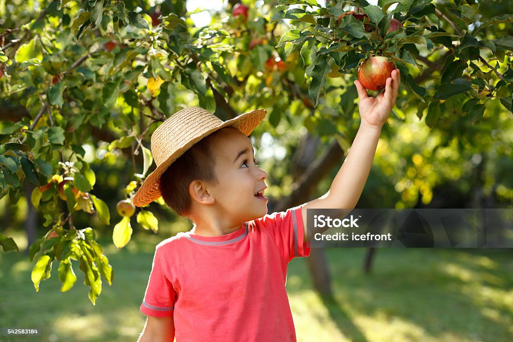Little happy boy touching apple Little happy boy in straw hat taking down red apple from tree Child Stock Photo