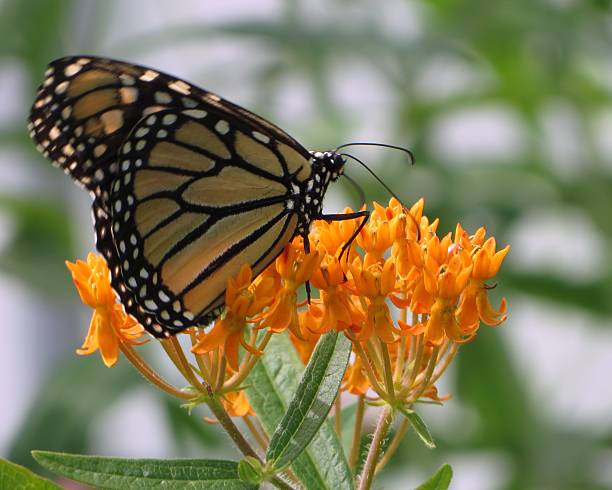 istock Butterfly on Orange Flower 542585644