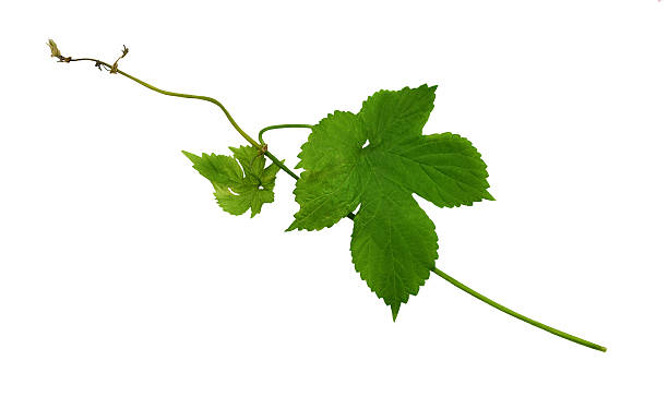 istock Branches hop with leaves isolated on white background without shadows. 542585720