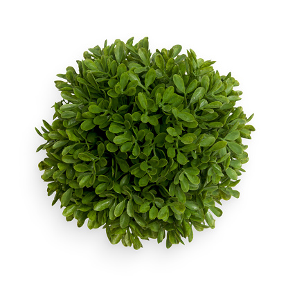 Green round buxus ball. Top view isolated object on white background.