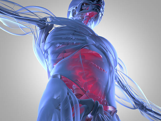 istock Digestive system, human anatomy, xray like futuristic scan. 3d illustration. 542587398