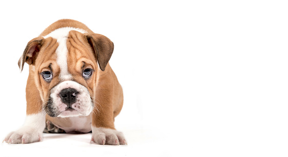 Portrait of English Bulldog puppy isolated on white background with empty space