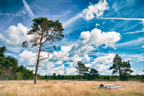 Forestry at work in the Surrey Hills, in the South East of England. A great swathe of woodland has been felled, leaving only a few trees remaining.