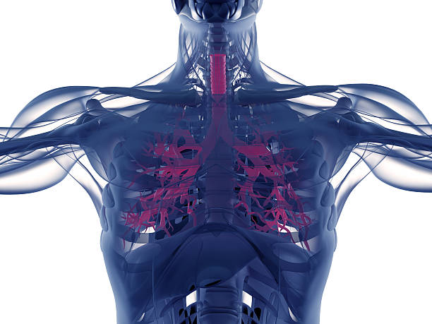 istock Bronchi, human anatomy lungs, futuristic scan technology.3d illustration. 542589346