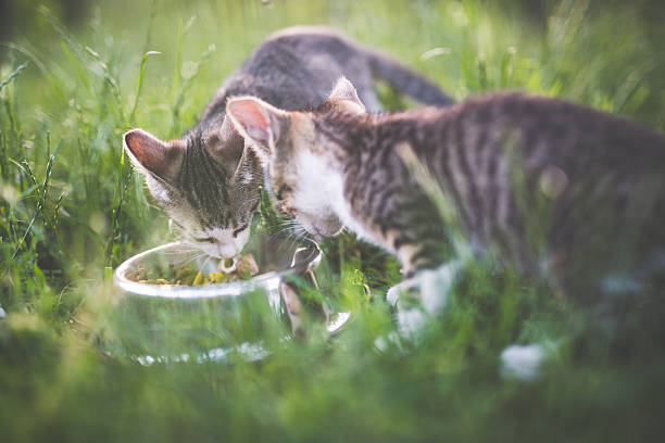 istock Kittens eating together from a food bowl 542589494
