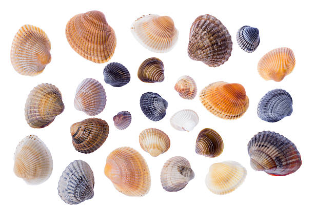 istock Set of diverse clam shells isolated on a white background. 542589916