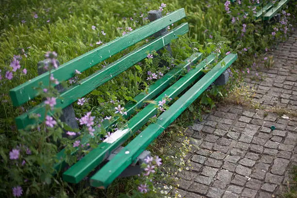 Flowers overtaking a bench