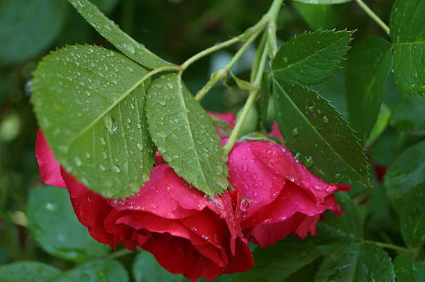 istock Red rose flowers in the garden 542591918