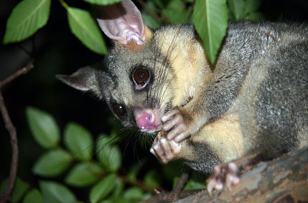 zarigüeya australiana de cola de cepillo comiendo fruta - opossum australia marsupial tree fotografías e imágenes de stock