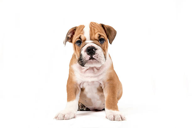 lindo cachorro de bulldog inglés - bulldog fotografías e imágenes de stock