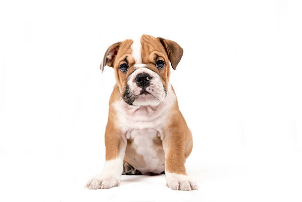 cute puppy of english bulldog - english bulldog imagens e fotografias de stock