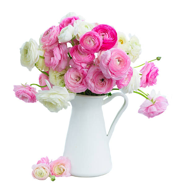 istock Pink and white ranunculus flowers 542592884