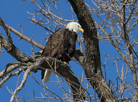 A bald eagle sat perched in a tree in City Park, Denver Colorado on a spring afternoon.