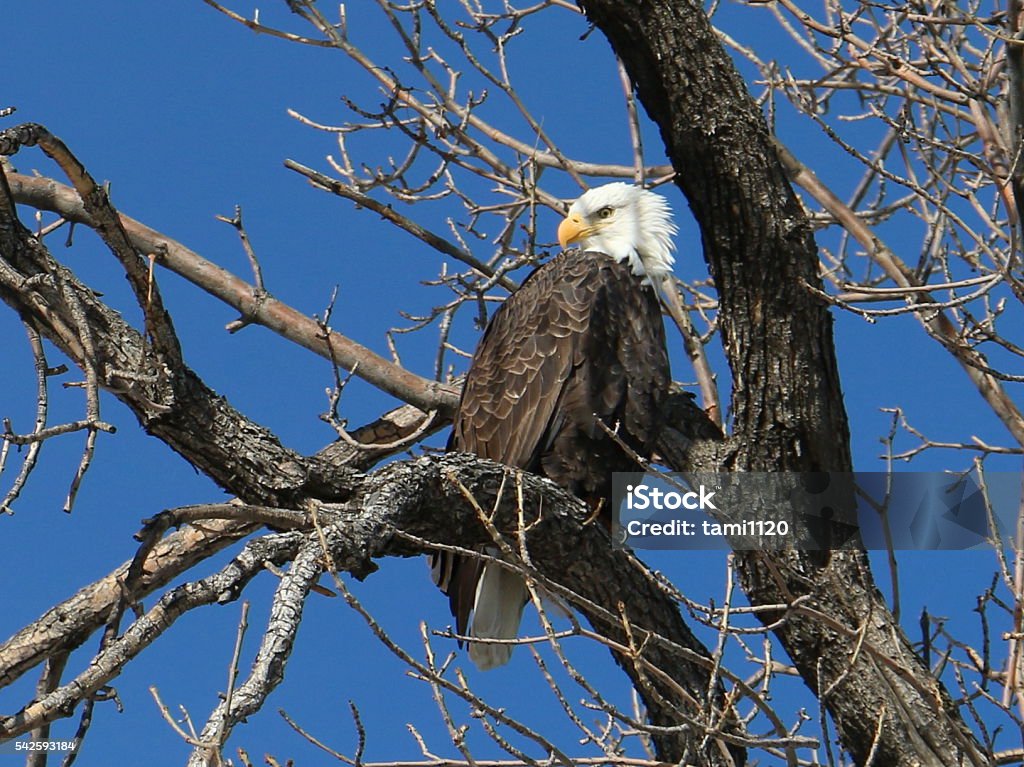 Eagle Spring Tree Eagle Perched In A Tree Turning Head Backward 2 Stock Photo - Download ...