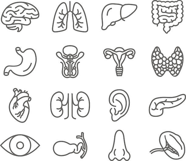 menschliche organe vektor-icons set - human lung anatomy human heart healthcare and medicine stock-grafiken, -clipart, -cartoons und -symbole