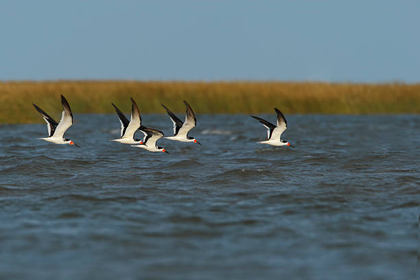 istock Black skimmer (Rynchops niger), Bolivar Peninsula, Texas, USA 542594196