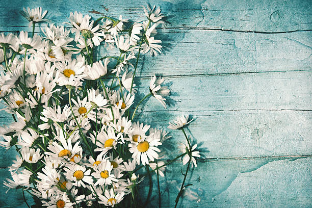 istock Chamomile flowers on a wooden background. 542595058
