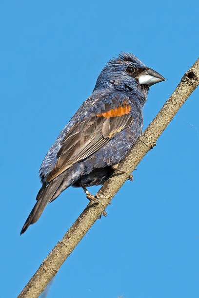 istock Male Blue Grosbeak 542595258