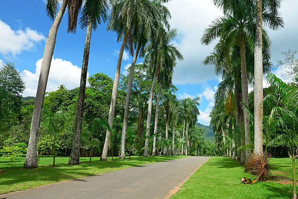 istock Tall palm trees in the park 542595288