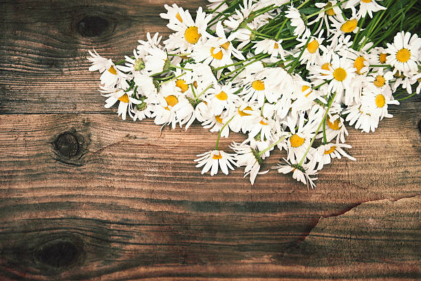 istock Daisy flowers in the basket. 542595386