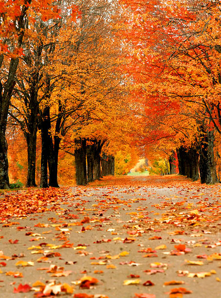 istock Ablaze in Orange Color 542595516