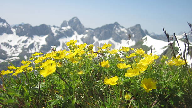 istock Scenic view on alpine mountain range with flowers in foreground 542681292