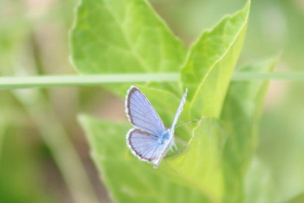 istock Butterfly and Flowers 542681522
