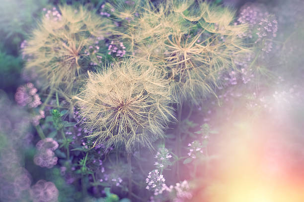istock Dandelion head with seeds in meadow with thyme flower 542682730
