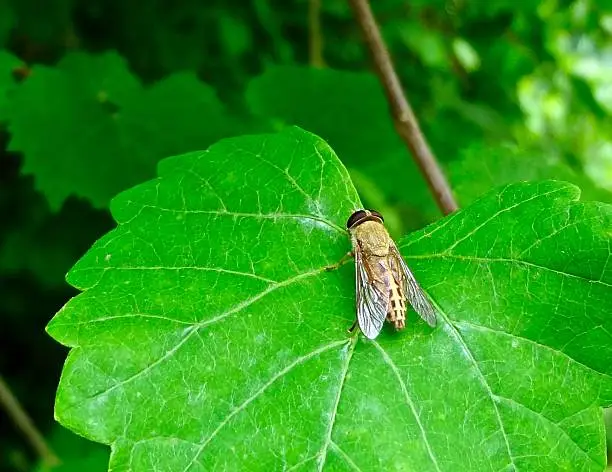 Close up of a yellow horsefly on a green leaf.