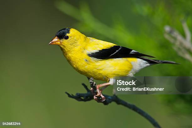 American Goldfinch Stock Photo - Download Image Now - American Goldfinch, Animal Wildlife, Bird