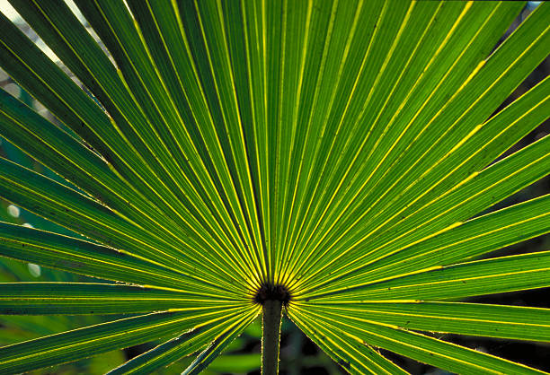 Palm Leaf A bright green leaf of a saw palmetto. saw palmetto stock pictures, royalty-free photos & images