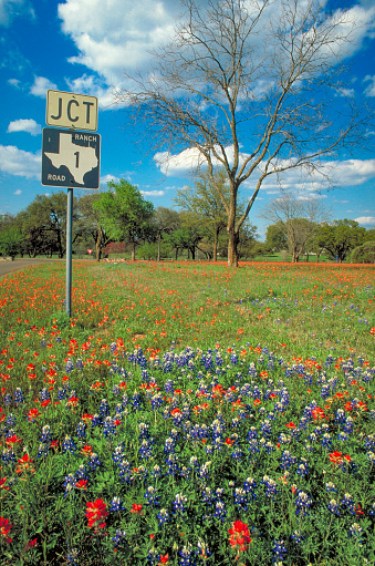 Field of bluebonnets on a Texas Highway.