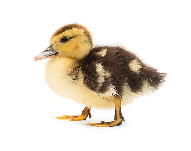 anatroccolo  - baby chicken young bird easter bird foto e immagini stock